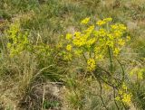 Peucedanum tauricum. Верхушки побегов с соцветиями. Горный Крым, Главная гряда, Ай-Петринская яйла, разнотравный луг. 07.08.2019.