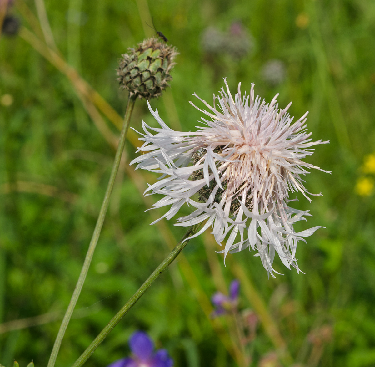 Изображение особи Centaurea scabiosa.