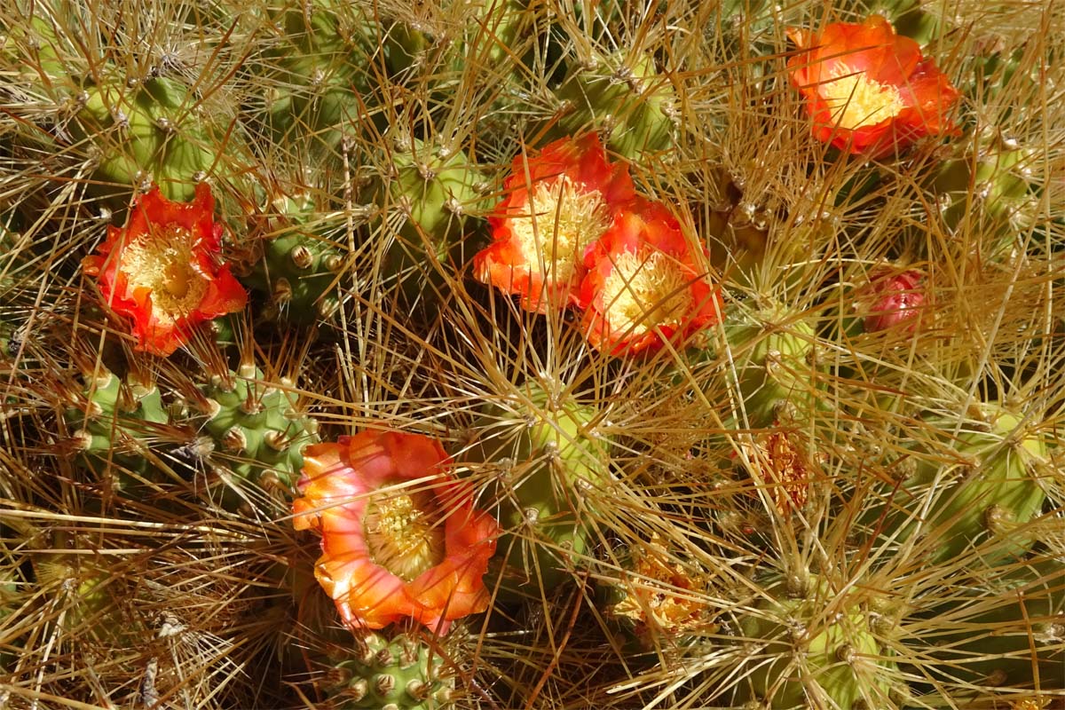 Image of Cumulopuntia boliviana specimen.