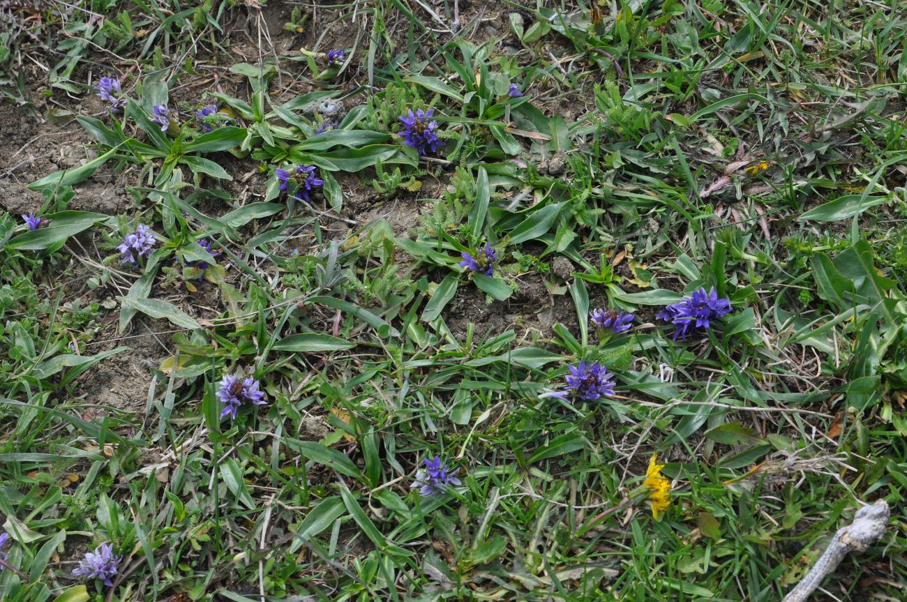 Image of Lagotis stolonifera specimen.