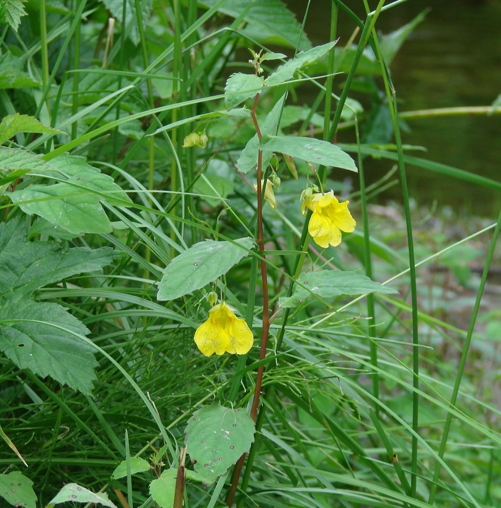 Image of Impatiens noli-tangere specimen.