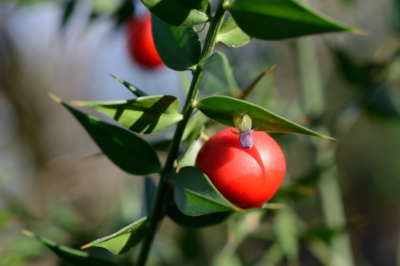 Изображение особи Ruscus aculeatus.