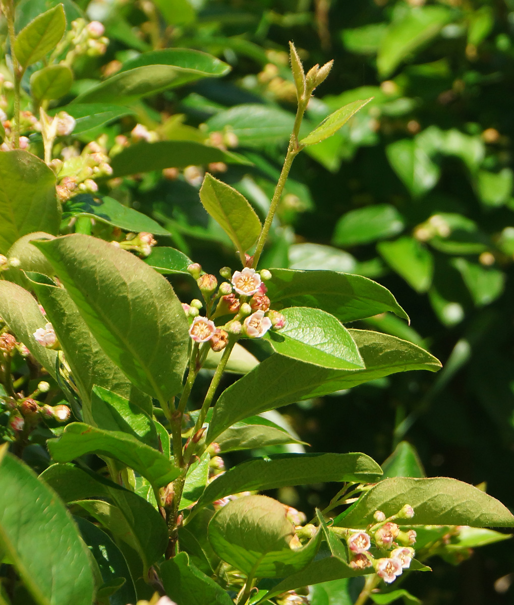 Изображение особи Cotoneaster lucidus.