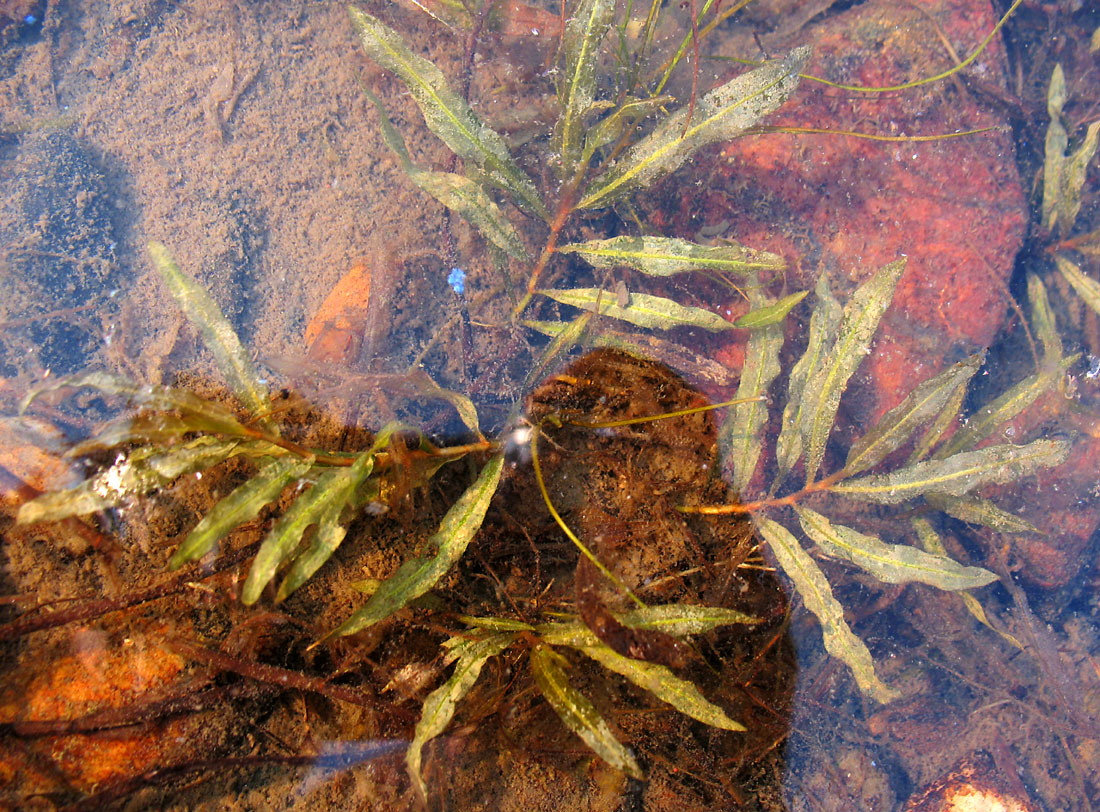 Image of Potamogeton nodosus specimen.