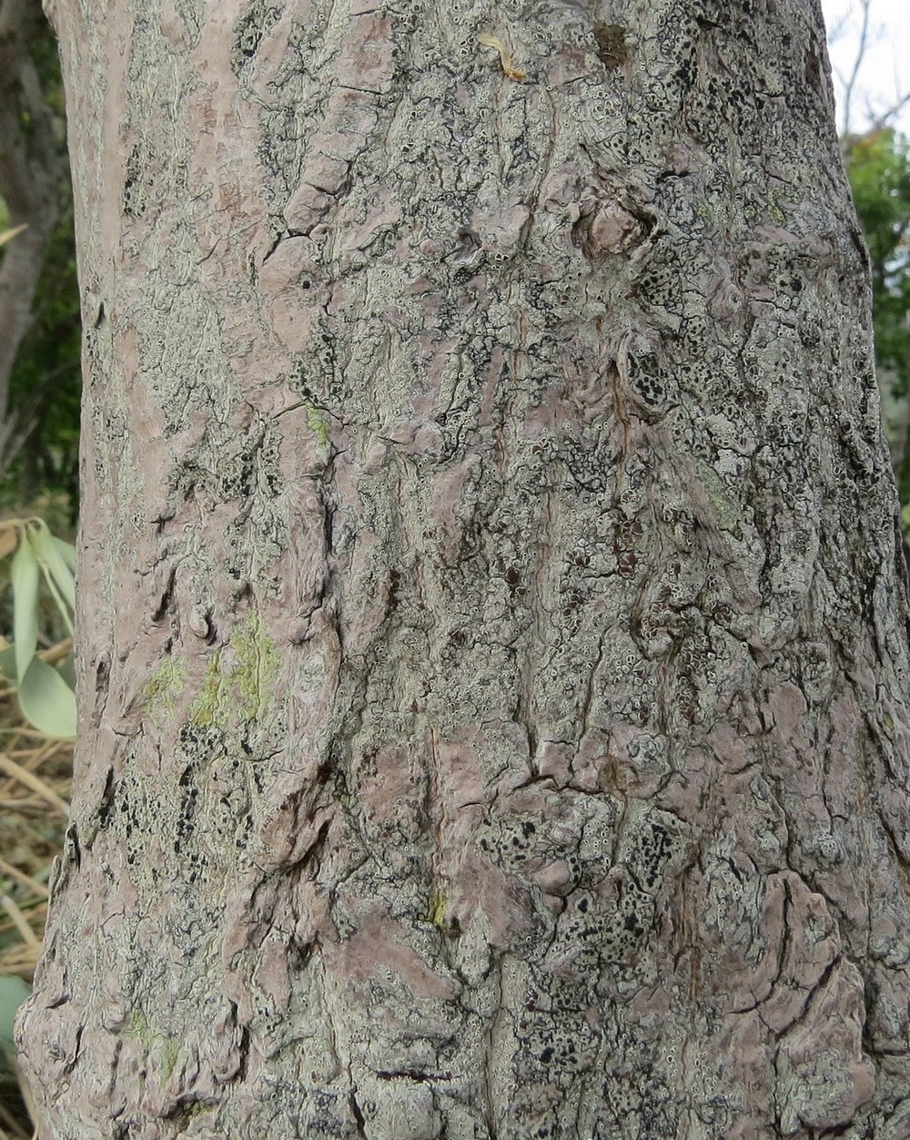 Image of Acer mayrii specimen.