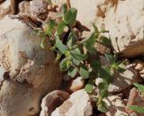 Euphorbia chamaepeplus. Цветущее растение. Израиль, окр. г. Арад, каменистая пустыня. 04.03.2020.