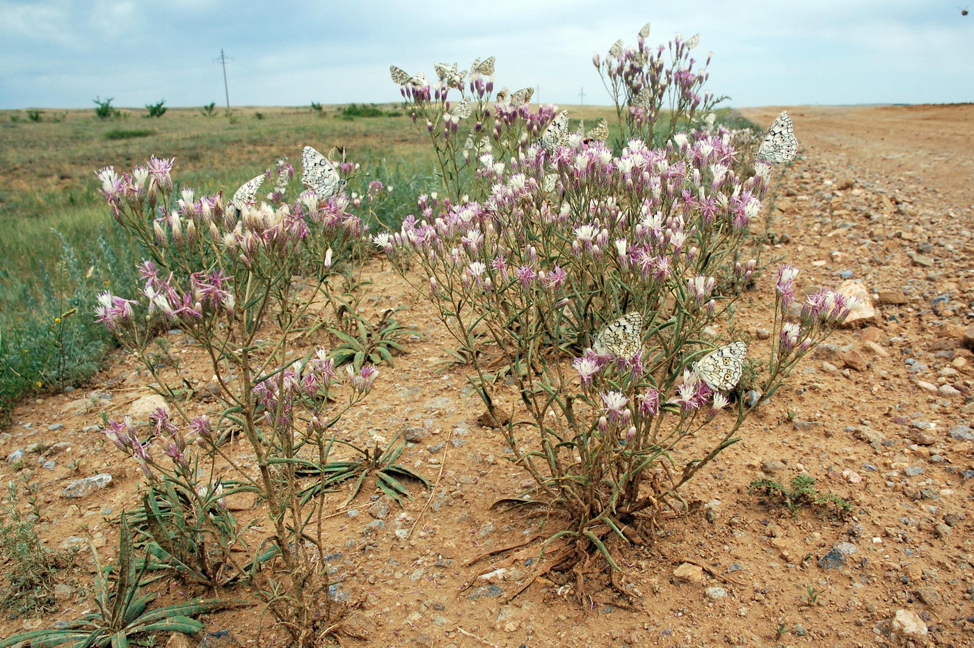 Image of Jurinea multiflora specimen.