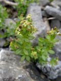 Galium tianschanicum. Верхняя часть цветущего растения. Казахстан, Туркестанская обл., Толебийский р-н, территория Сайрам-Угамского национального парка; Угамский хр., верховья р. Сайрам-Су, ≈ 2450 м н.у.м., каменистая россыпь. 03.07.2019.