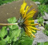 Taraxacum ceratophorum