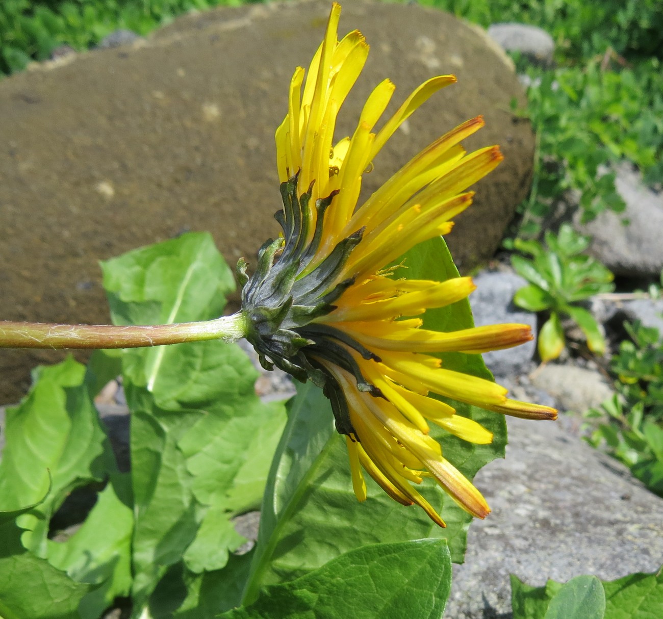 Изображение особи Taraxacum ceratophorum.