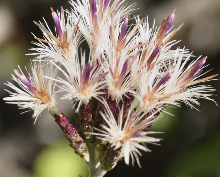 Image of Staehelina uniflosculosa specimen.