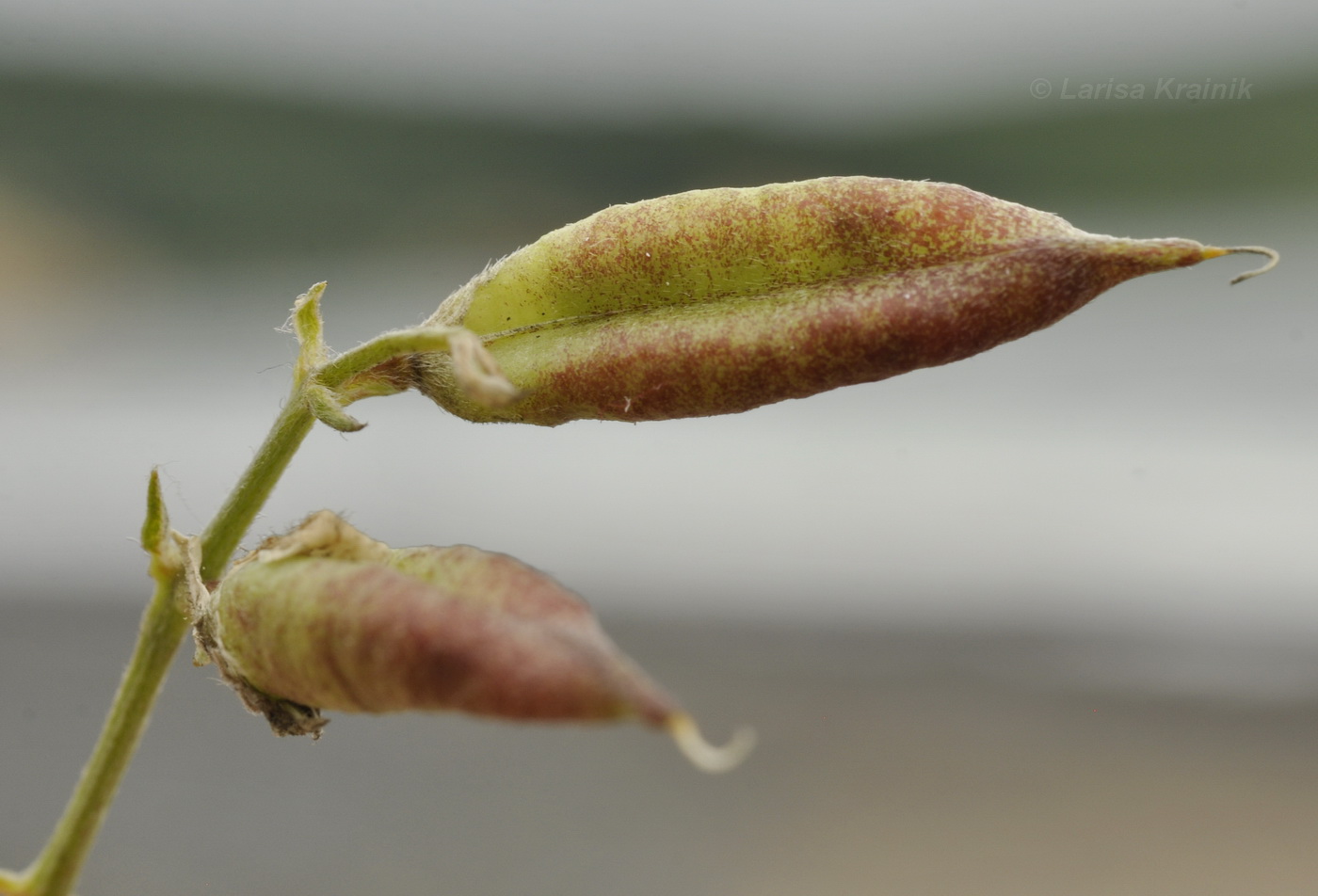 Image of Oxytropis mandshurica specimen.