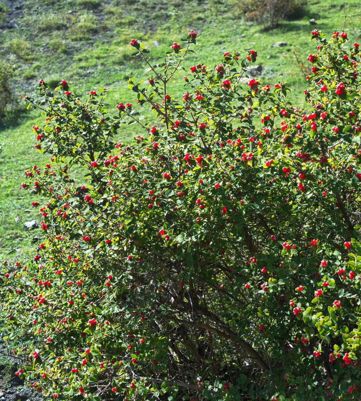 Image of Lonicera iberica specimen.