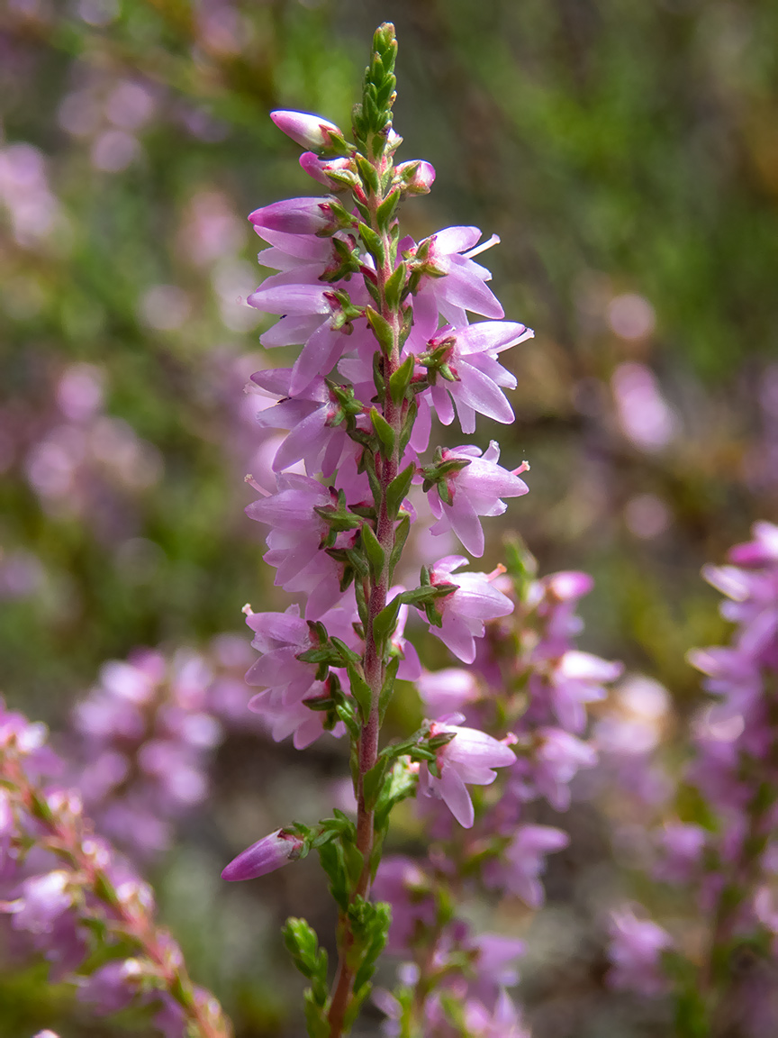 Изображение особи Calluna vulgaris.