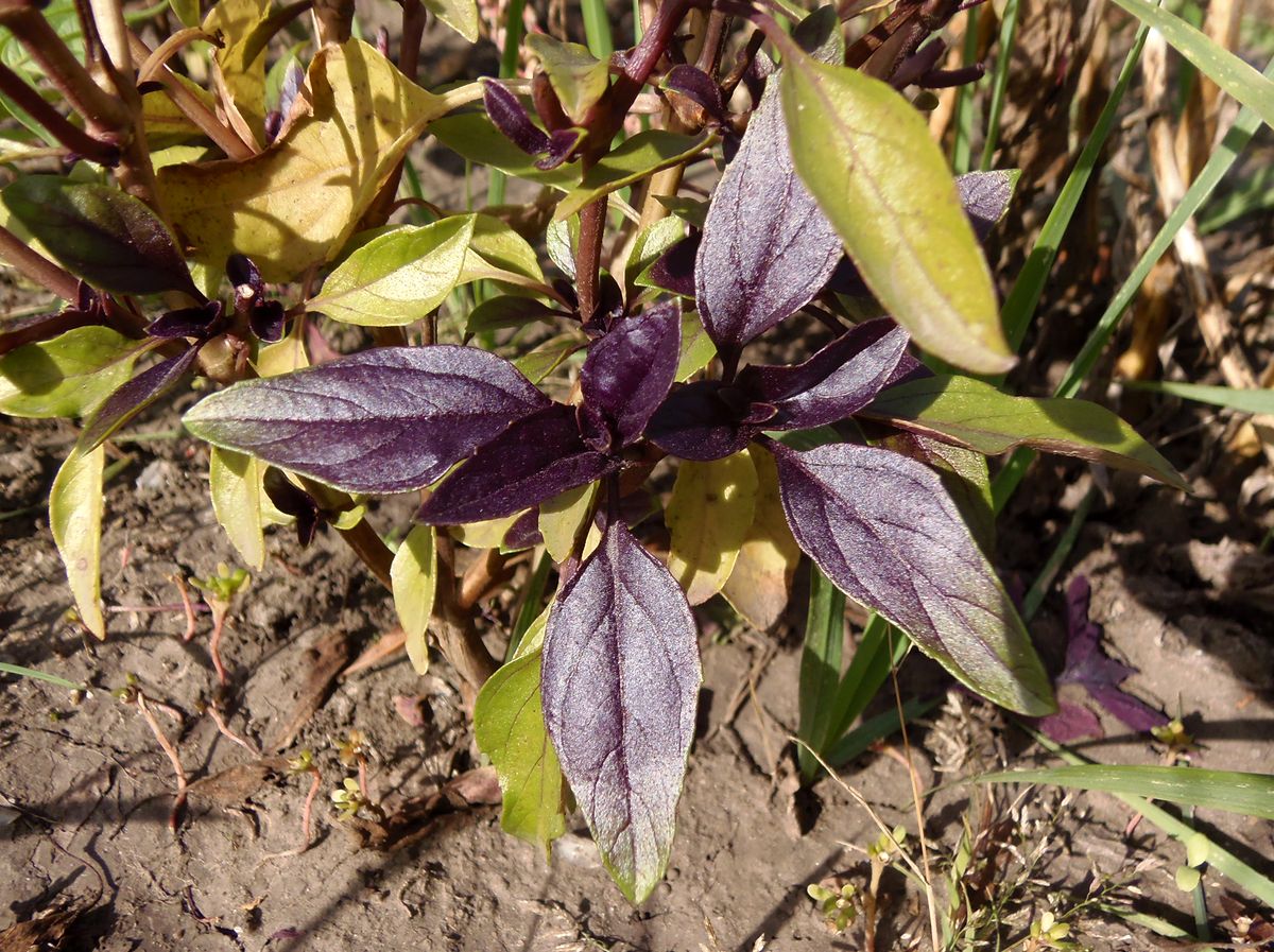 Изображение особи Ocimum basilicum.