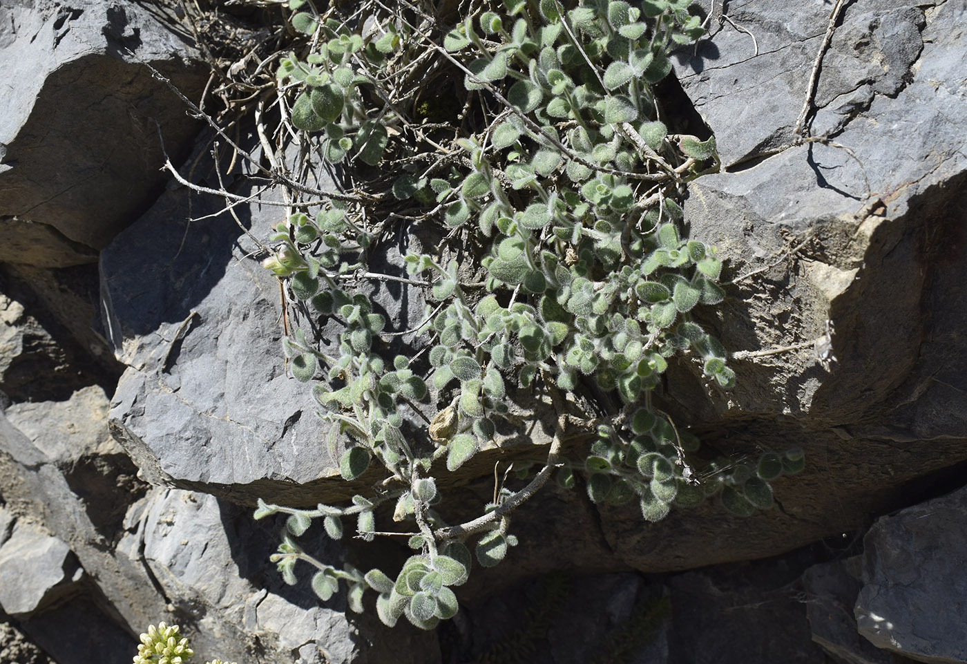 Image of Antirrhinum molle specimen.