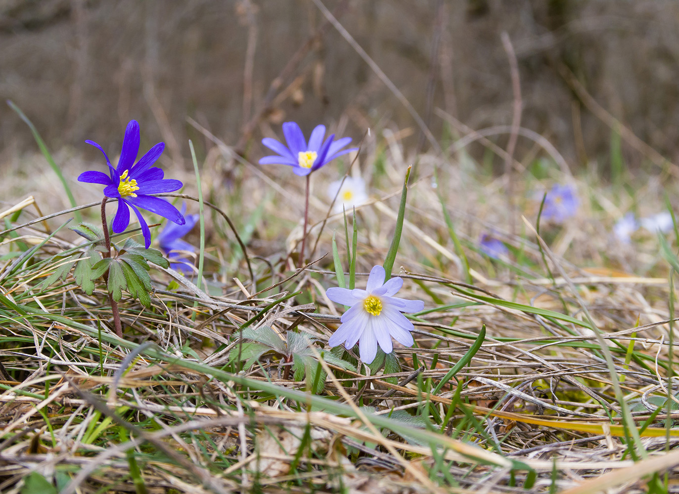 Изображение особи Anemone banketovii.