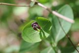 Lonicera caprifolium. Соцветие с бутонами. Адыгея, долина р. Белая, верхняя часть Гранитного каньона, окр. устья руч. Сибирь, подножие поросшего лиственным лесом горного склона. 6 мая 2021 г.