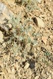 Astragalus rupifragus. Плодоносящее растение. Крым, ландшафтно-рекреационный парк «Лисья бухта — Эчки-Даг», каменистый склон обочины дороги. 28 мая 2021 г.