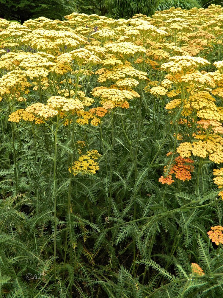 Изображение особи род Achillea.