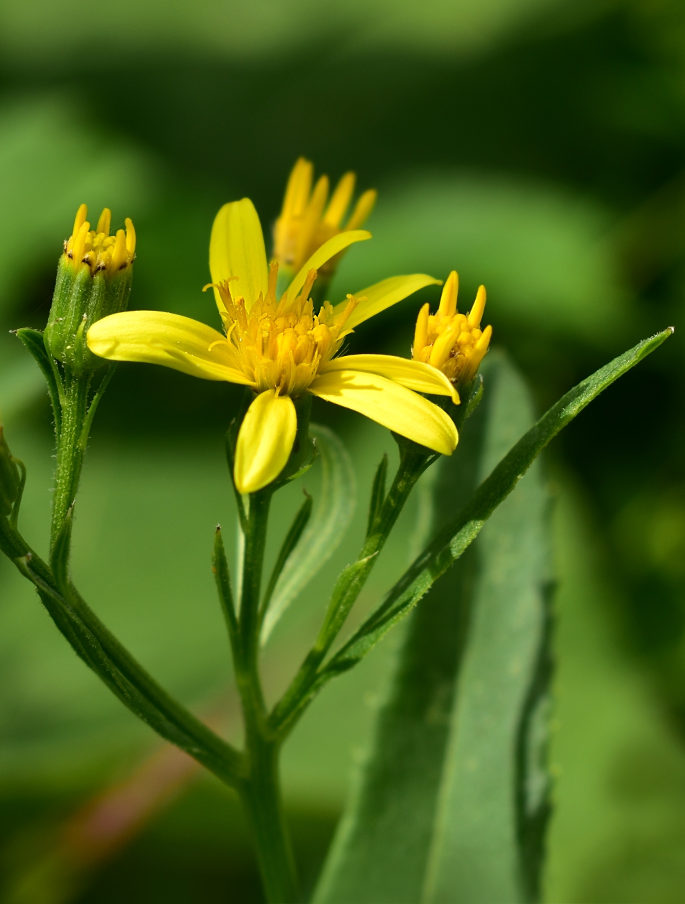 Image of Senecio sarracenicus specimen.