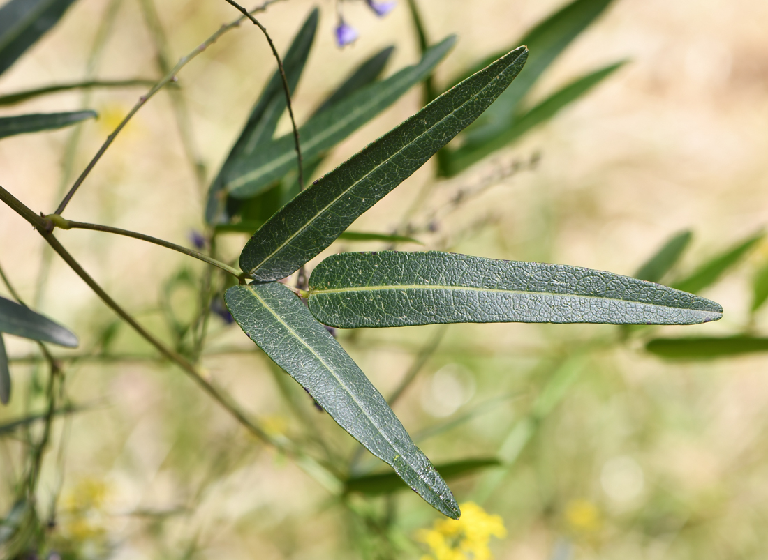 Image of Hardenbergia comptoniana specimen.