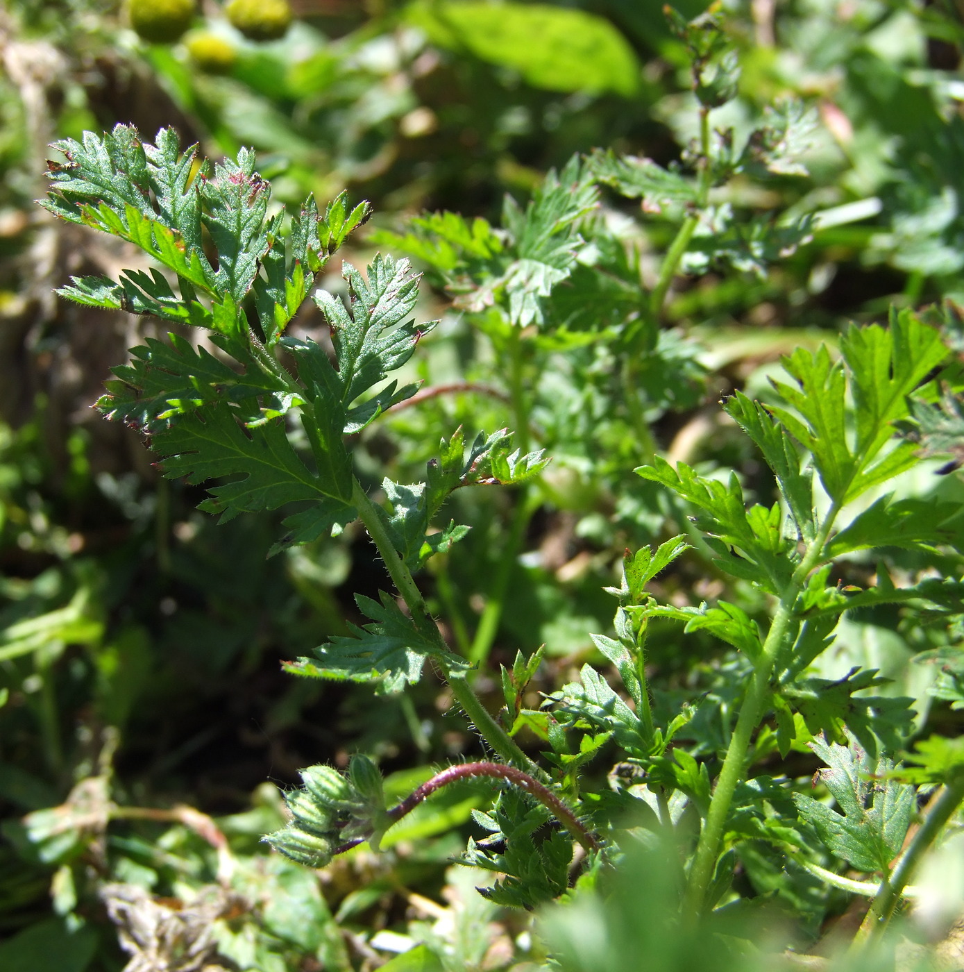 Изображение особи Erodium cicutarium.