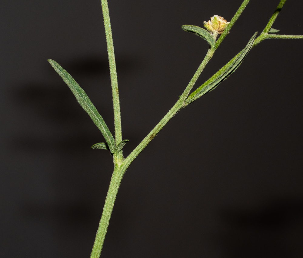 Image of Parthenium hysterophorus specimen.