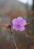 Rhododendron mucronulatum. Верхушка ветви с цветком и бутоном (повторное цветение). Приморский край, окр. г. Владивосток, широколиственный лес. 05.11.2021.