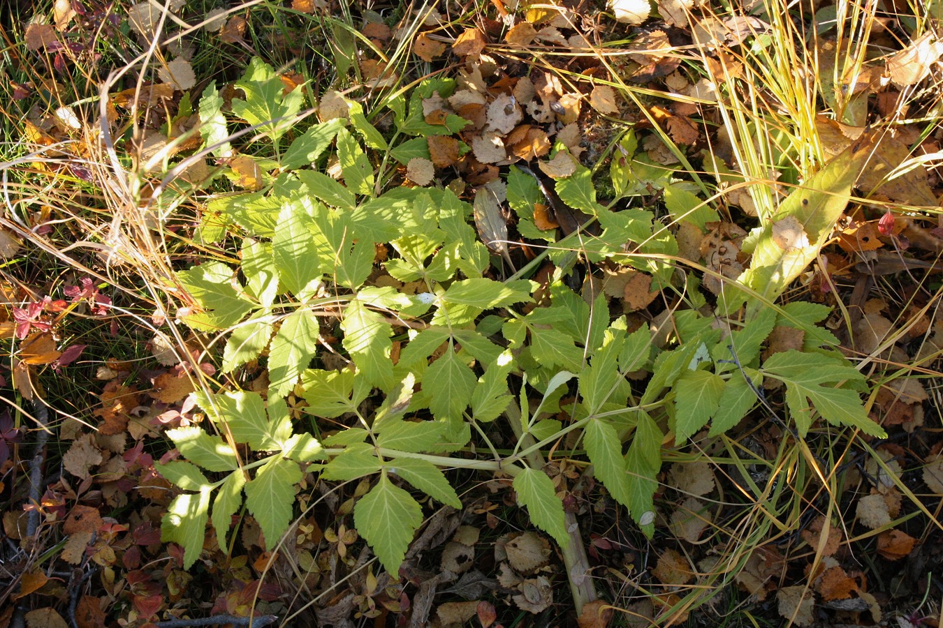 Изображение особи Archangelica officinalis.