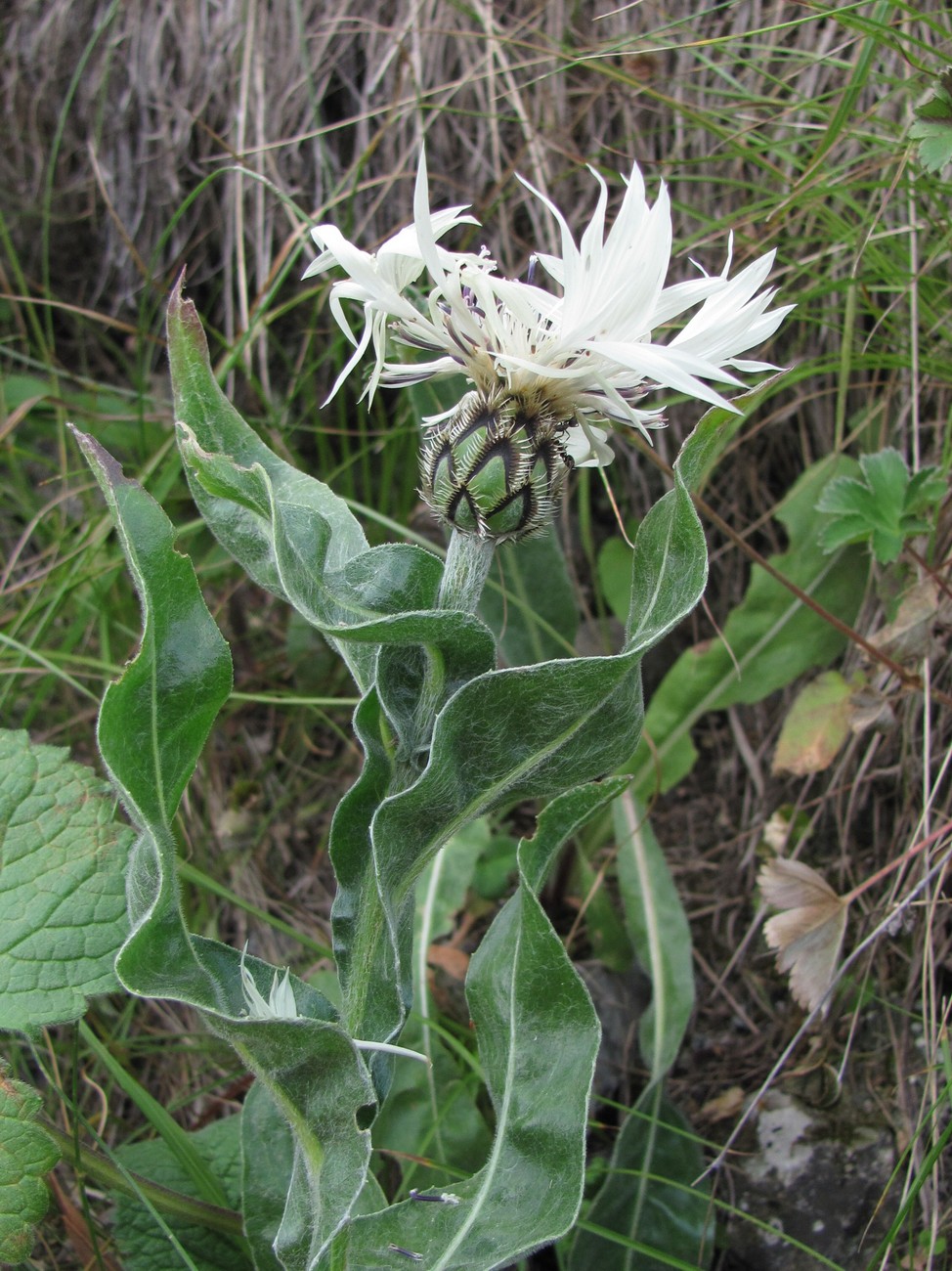 Image of Centaurea cheiranthifolia specimen.