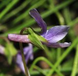 Viola prionantha