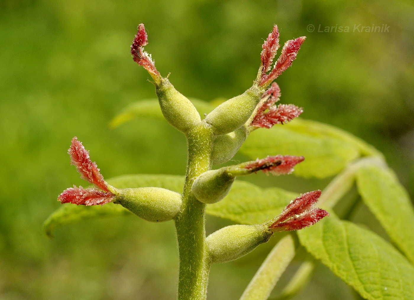 Изображение особи Juglans mandshurica.