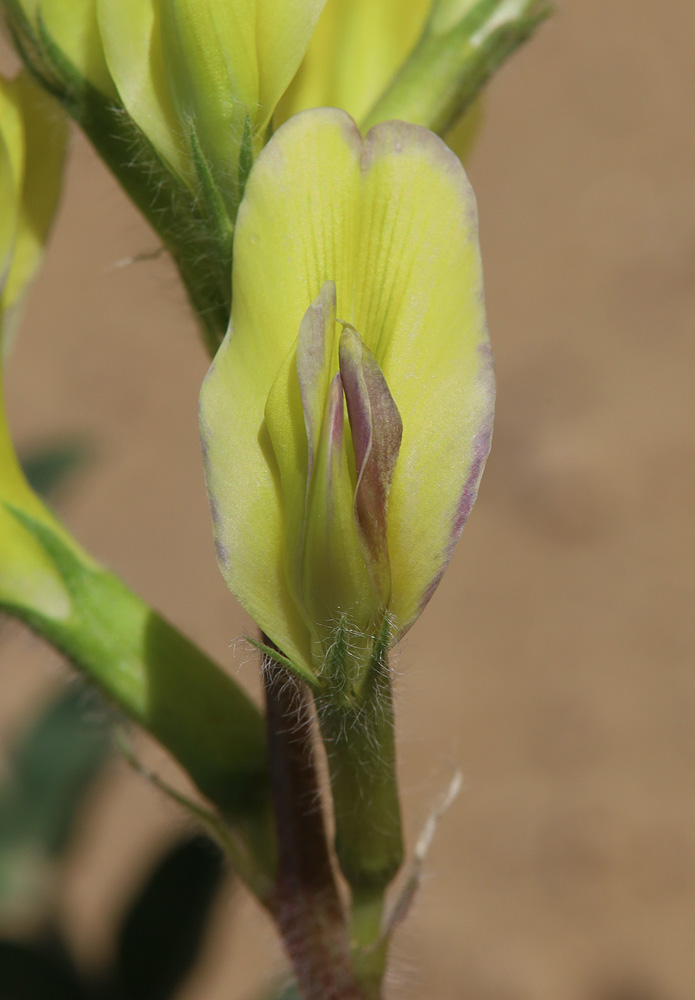 Image of Astragalus longipetalus specimen.