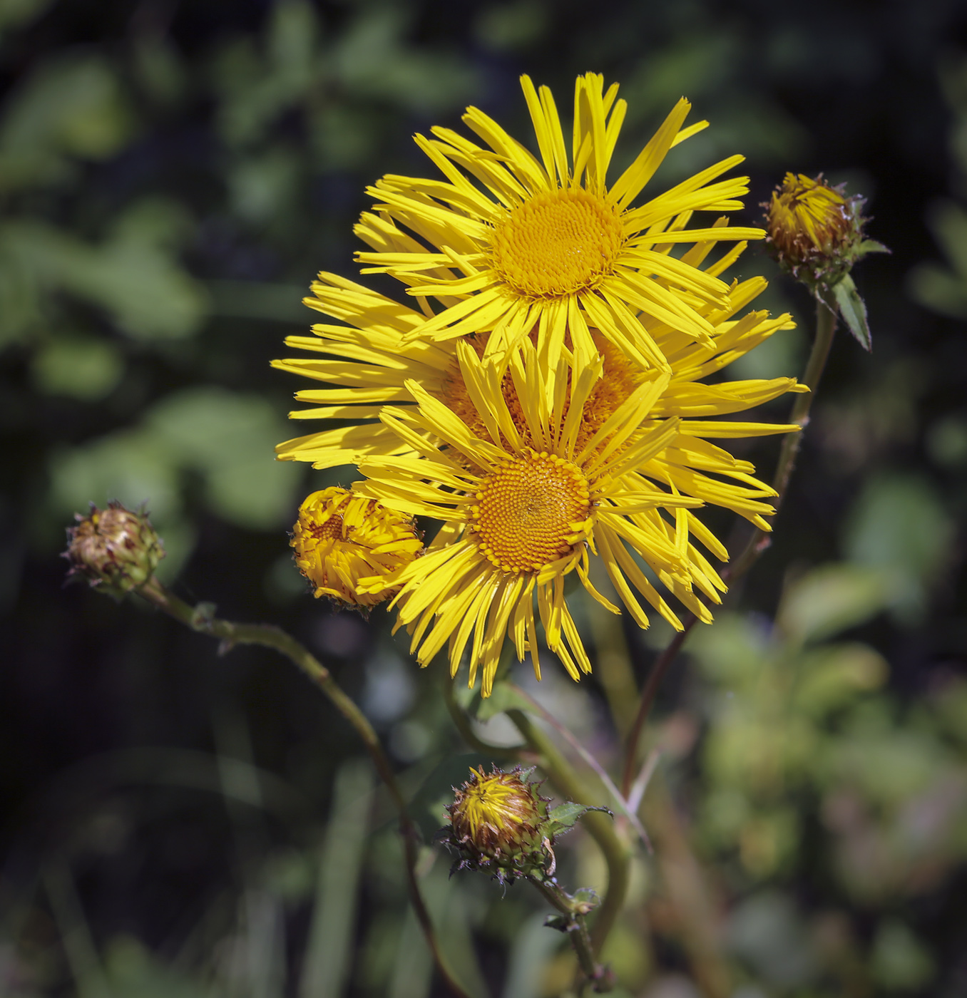 Изображение особи Inula salicina.