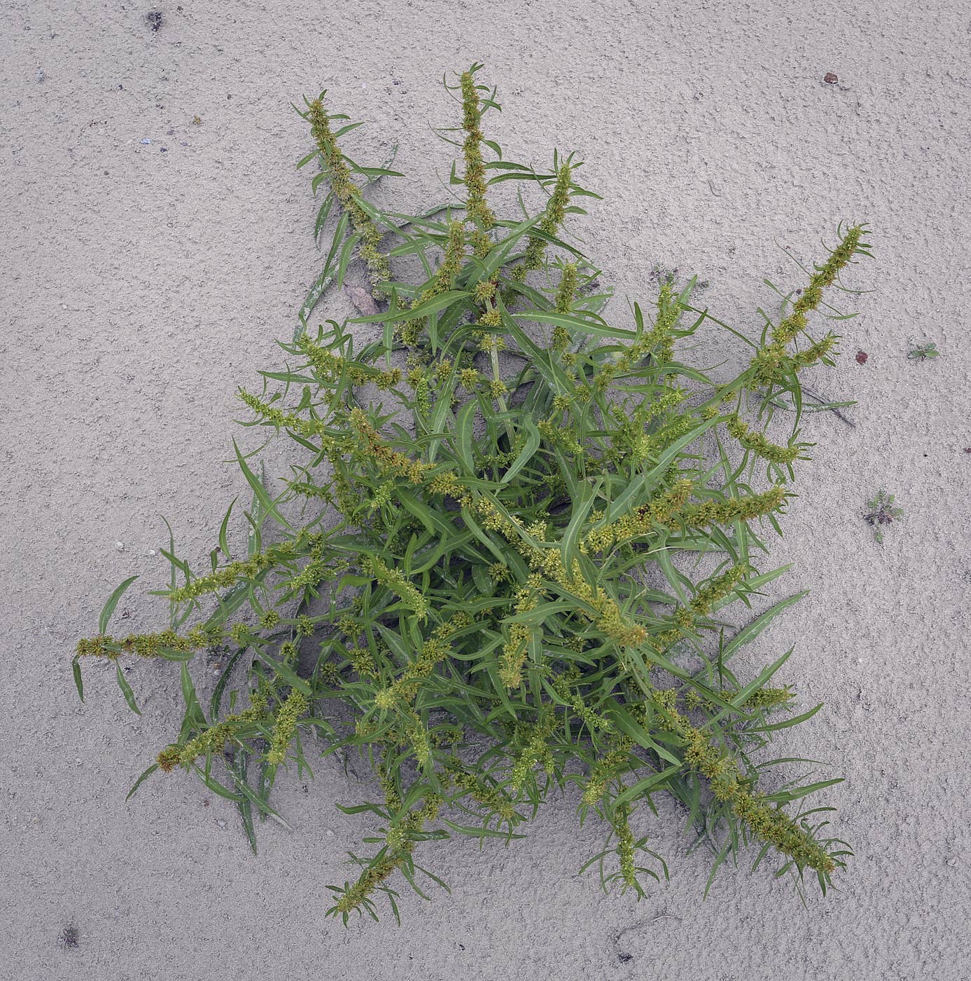 Image of Rumex maritimus specimen.