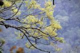 class Magnoliopsida. Ветви с соцветиями. Бутан, дзонгхаг Тронгса, национальный парк \"Jigme Singye Wangchuck\". 09.05.2019.