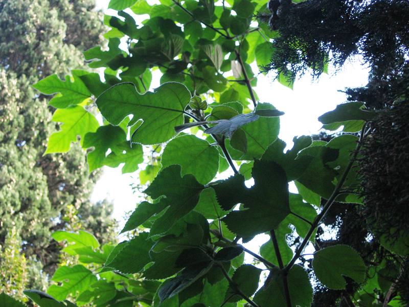 Image of Broussonetia papyrifera specimen.