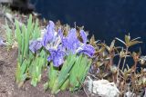 Iris kemaonensis. Цветущее растение. Непал, провинция номер один, р-н Солукхумбу, национальный парк \"Сагарматха\". 03.05.1997.