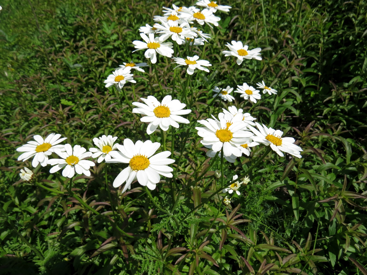 Image of Pyrethrum corymbosum specimen.