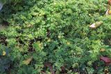Смотреть изображение Momordica charantia