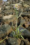 Tripolium pannonicum subspecies tripolium. Цветущее растение. Мурманская обл., Кандалакшский р-н, с. Ковда; губа Старцева, каменистая литораль. 05.08.2022.