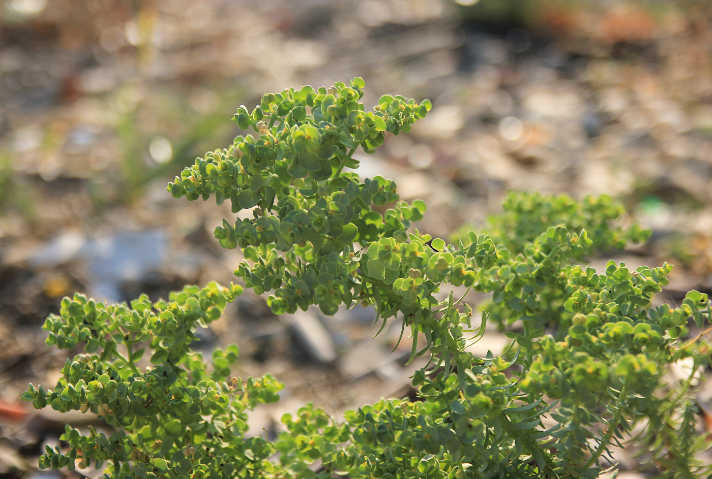 Image of Euphorbia stricta specimen.