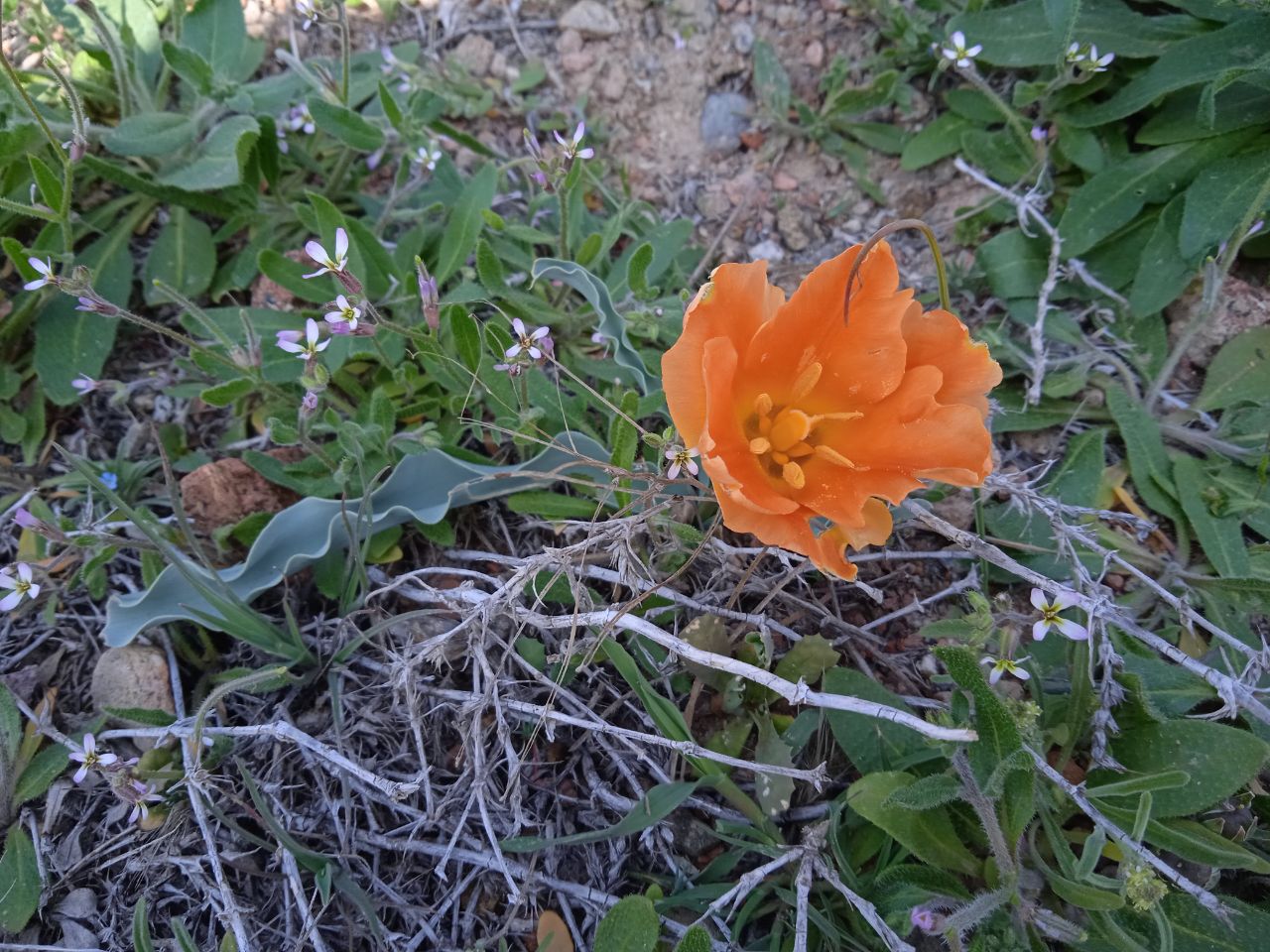 Image of Tulipa intermedia specimen.