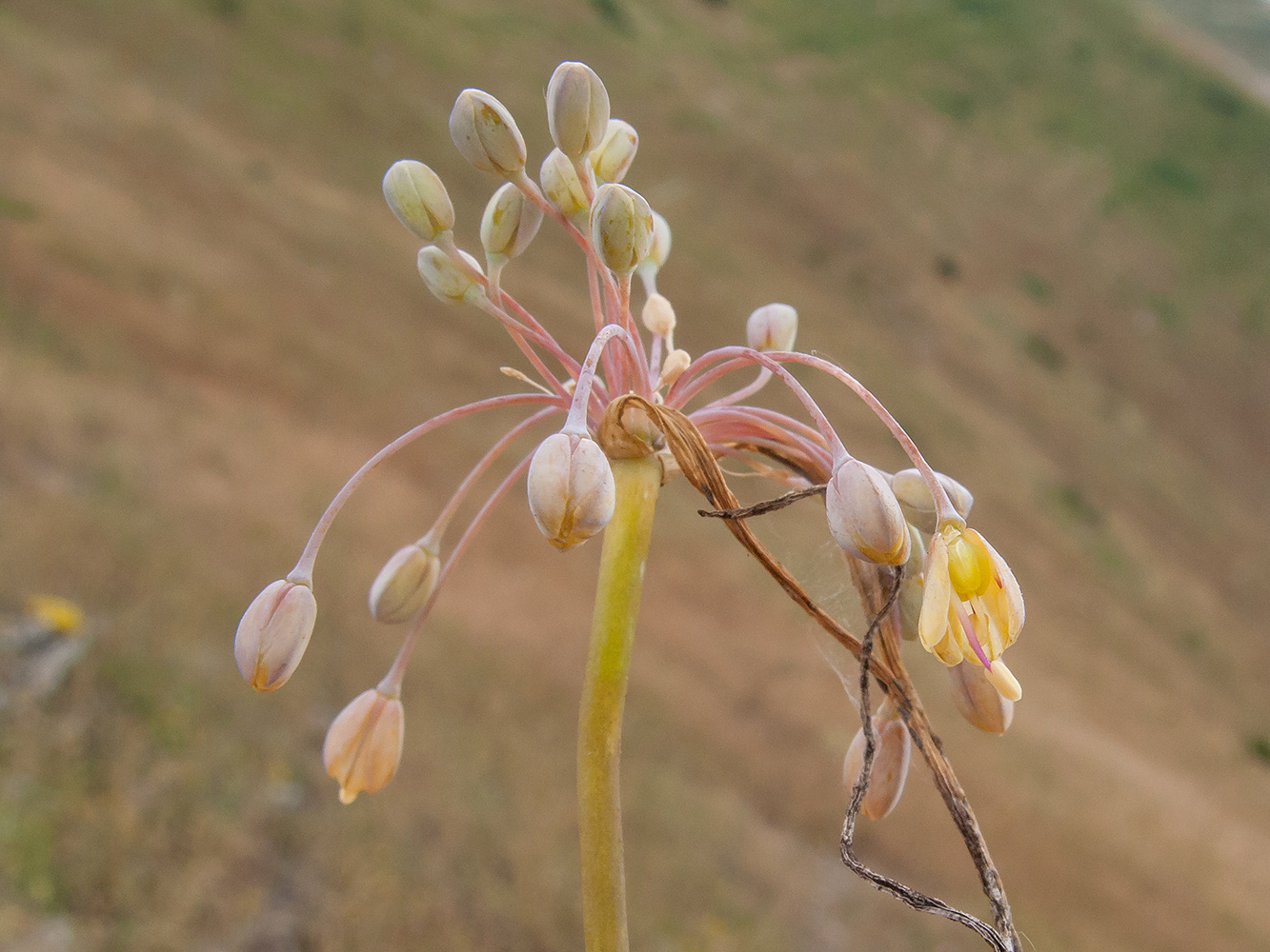 Image of Allium paczoskianum specimen.