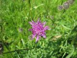 Centaurea scabiosa