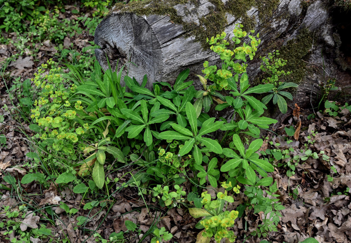 Изображение особи Euphorbia amygdaloides.