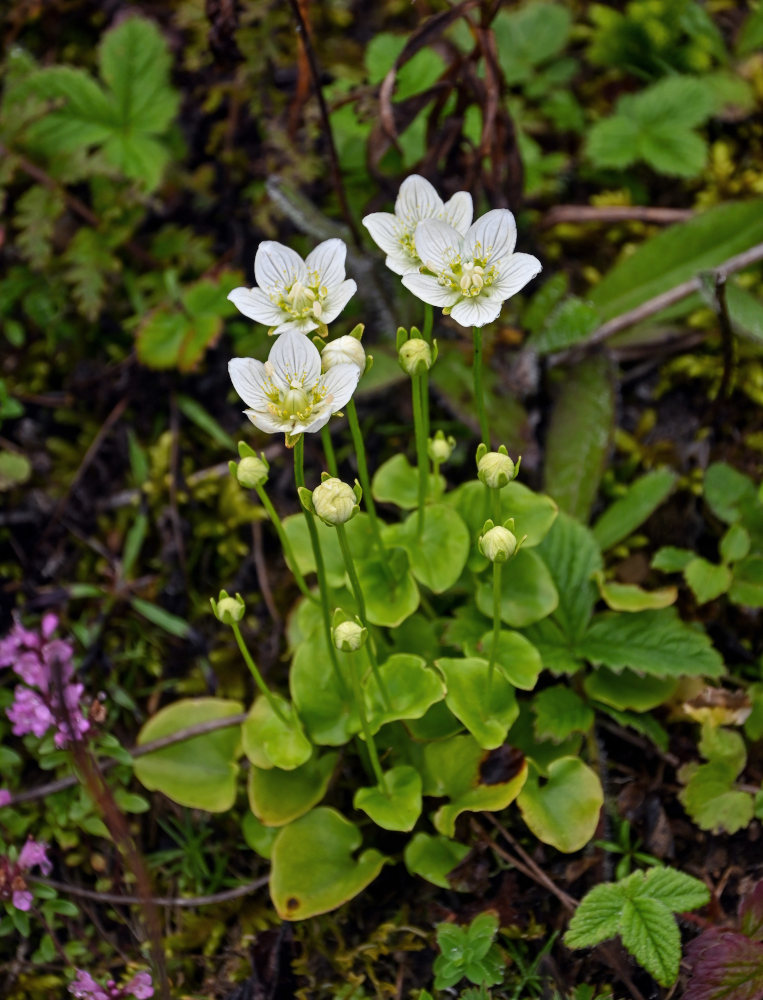 Изображение особи Parnassia palustris.