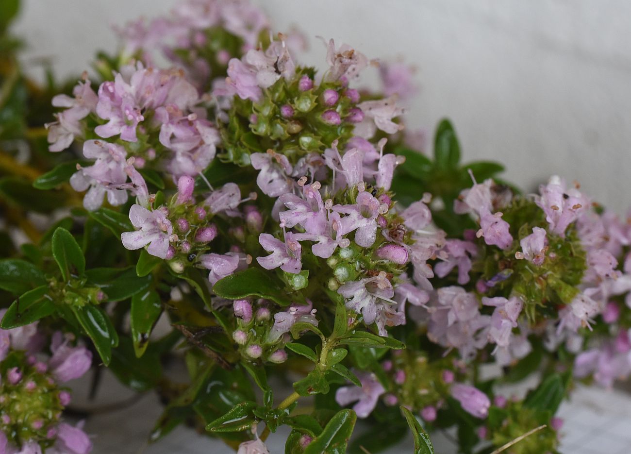 Изображение особи Thymus nummularius.