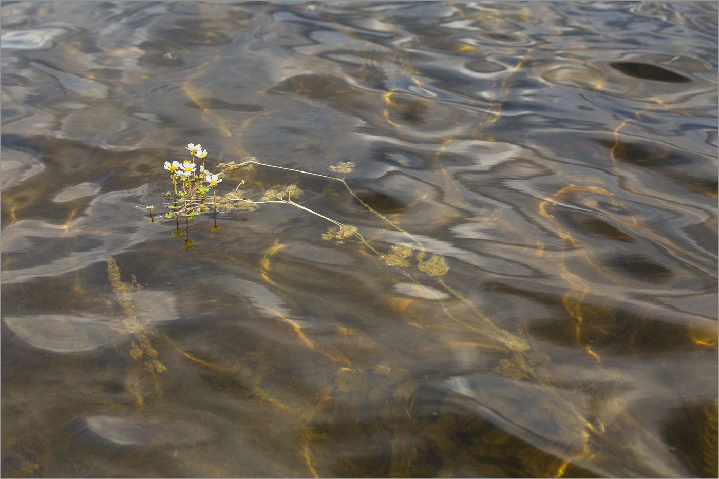 Image of Ranunculus schmalhausenii specimen.